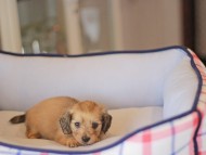 Kaninchen_Dachshund_3872 Kaninchen_Dachshund_3872