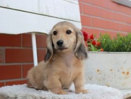 Kaninchen_Dachshund_3874