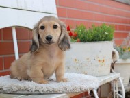 Kaninchen_Dachshund_3876 Kaninchen_Dachshund_3876