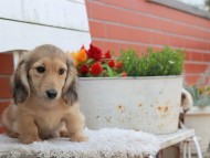 Kaninchen_Dachshund_3877