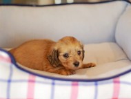 Kaninchen_Dachshund_3879 Kaninchen_Dachshund_3879