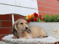 Kaninchen_Dachshund_3895