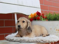 Kaninchen_Dachshund_3897