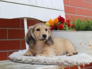 Kaninchen_Dachshund_3899 Kaninchen_Dachshund_3899