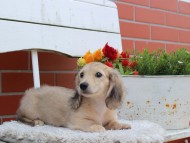Kaninchen_Dachshund_3929 Kaninchen_Dachshund_3929