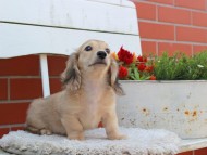Kaninchen_Dachshund_3935 Kaninchen_Dachshund_3935