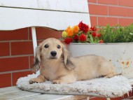 Kaninchen_Dachshund_3938 Kaninchen_Dachshund_3938