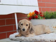 Kaninchen_Dachshund_3940 Kaninchen_Dachshund_3940