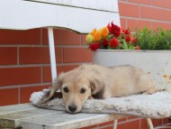 Kaninchen_Dachshund_3942 Kaninchen_Dachshund_3942