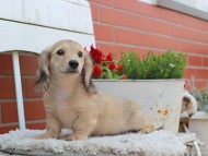 Kaninchen_Dachshund_3948
