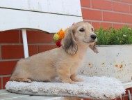 Kaninchen_Dachshund_3963 Kaninchen_Dachshund_3963