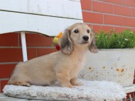 Kaninchen_Dachshund_3965