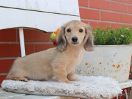 Kaninchen_Dachshund_3968 Kaninchen_Dachshund_3968