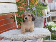 Kaninchen_Dachshund_3976