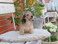 Kaninchen_Dachshund_3977 Kaninchen_Dachshund_3977