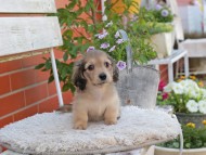 Kaninchen_Dachshund_3979