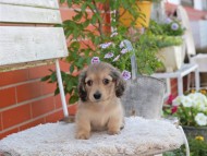 Kaninchen_Dachshund_3981 Kaninchen_Dachshund_3981