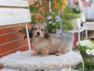 Kaninchen_Dachshund_3990 Kaninchen_Dachshund_3990