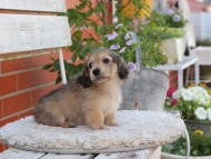 Kaninchen_Dachshund_3995