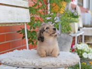 Kaninchen_Dachshund_4011