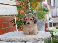 Kaninchen_Dachshund_4015 Kaninchen_Dachshund_4015
