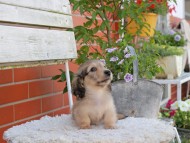 Kaninchen_Dachshund_4021 Kaninchen_Dachshund_4021