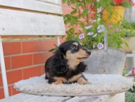 Kaninchen_Dachshund_4029