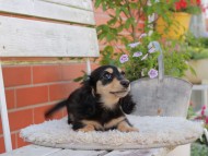 Kaninchen_Dachshund_4030