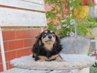 Kaninchen_Dachshund_4031