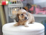 Kaninchen_Dachshund_4033 Kaninchen_Dachshund_4033