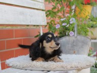 Kaninchen_Dachshund_4036