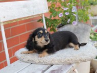 Kaninchen_Dachshund_4042