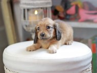Kaninchen_Dachshund_4045 Kaninchen_Dachshund_4045