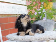 Kaninchen_Dachshund_4055