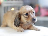 Kaninchen_Dachshund_4065 Kaninchen_Dachshund_4065