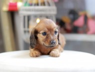 Kaninchen_Dachshund_4093 Kaninchen_Dachshund_4093