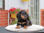 Kaninchen_Dachshund_4097