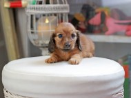 Kaninchen_Dachshund_4105 Kaninchen_Dachshund_4105