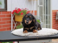 Kaninchen_Dachshund_4105