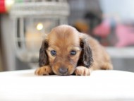 Kaninchen_Dachshund_4113 Kaninchen_Dachshund_4113