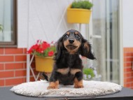 Kaninchen_Dachshund_4116