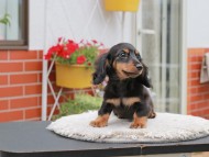 Kaninchen_Dachshund_4124