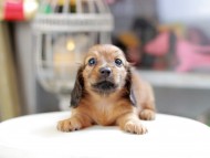 Kaninchen_Dachshund_4127 Kaninchen_Dachshund_4127