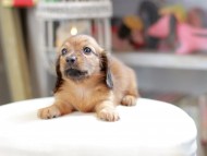 Kaninchen_Dachshund_4131
