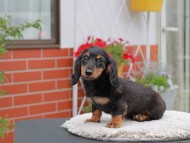 Kaninchen_Dachshund_4134
