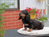 Kaninchen_Dachshund_4136