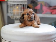 Kaninchen_Dachshund_4139