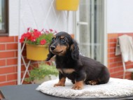 Kaninchen_Dachshund_4139