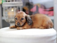 Kaninchen_Dachshund_4144