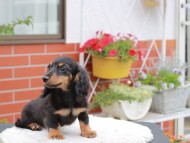 Kaninchen_Dachshund_4144